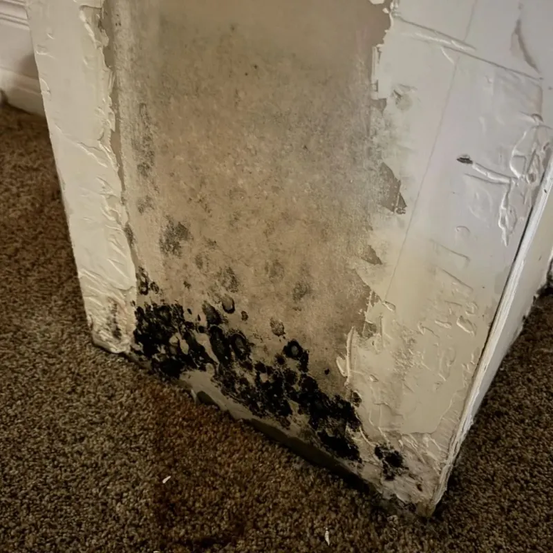 Professional Mold Removal in Saint John, MO